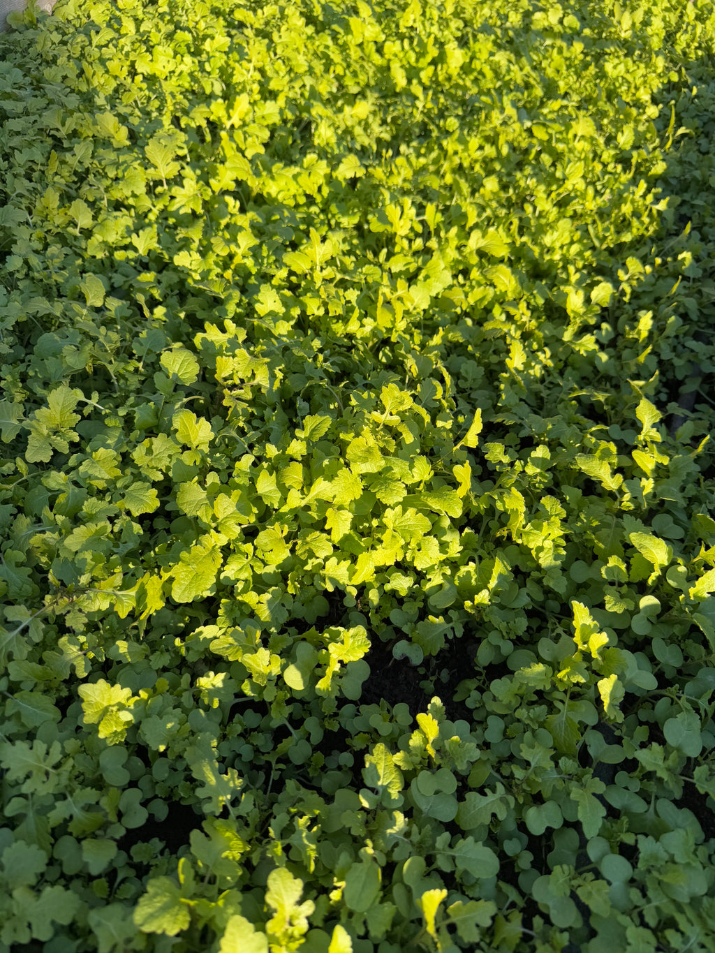 Basic - The Essential Soil Reset