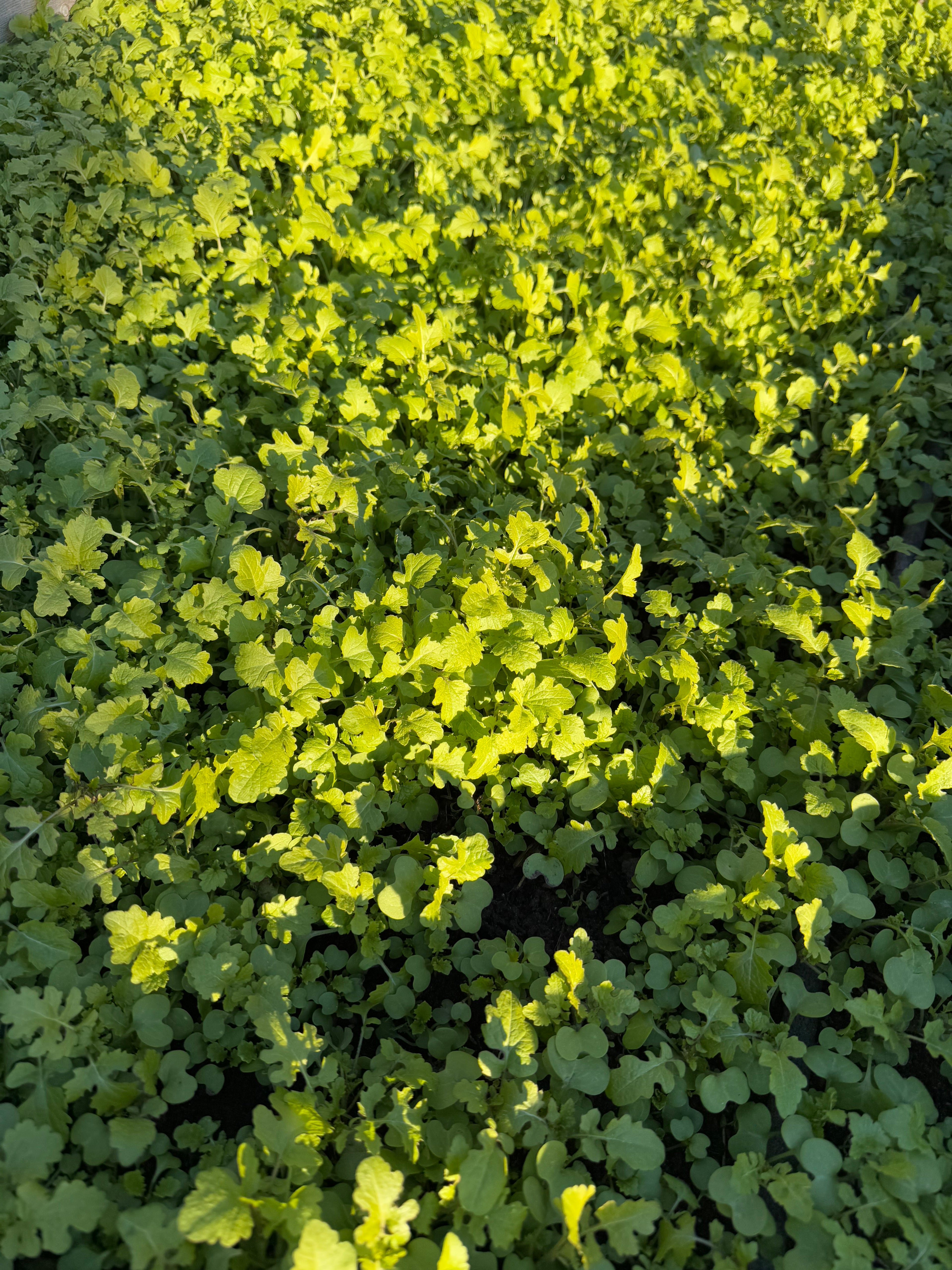 Basic - The Essential Soil Reset